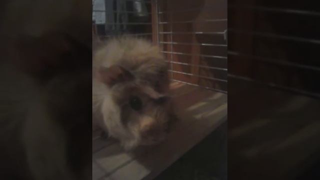 Моя любимая морская свинка!