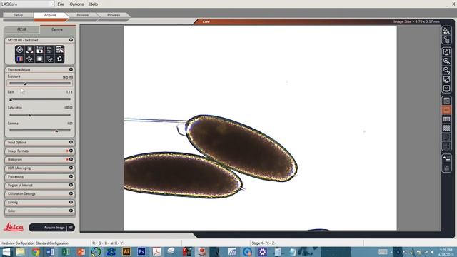 Microinjection into Drosophila Embryos