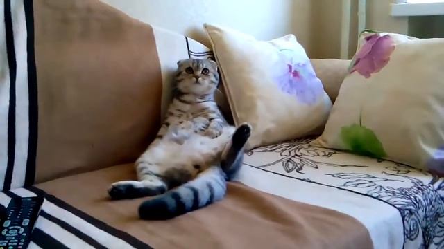 Шотландские кошки Питомник Кристал Росе