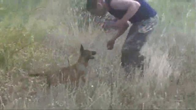 Tiger and his first Intensity trails