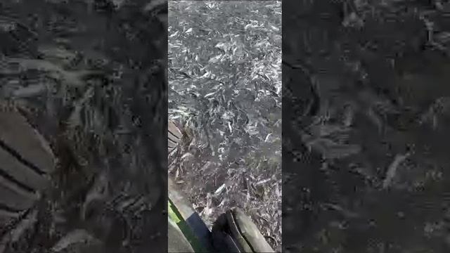 Бакланы обедают кефалью