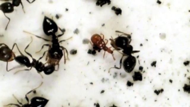 Crematogaster licks the trichomes of Fustiger