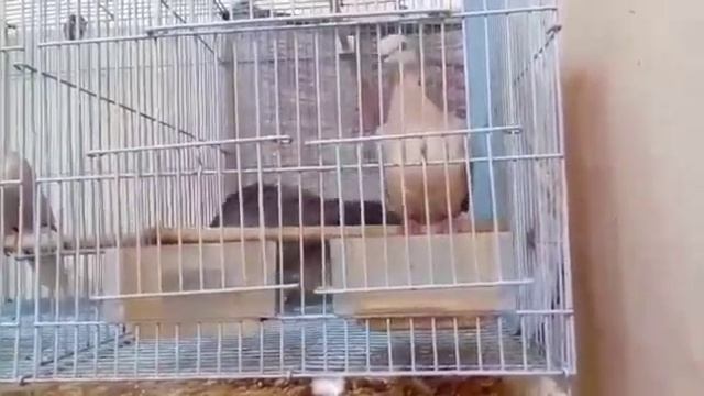 Pigeon(Merpati)-Spotted Dove(Derkuku) Hybrid(Merkuri) Courting Sound