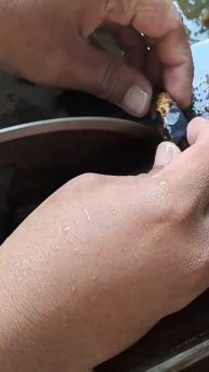 woow fosil aren hitam yang cantik dan indah