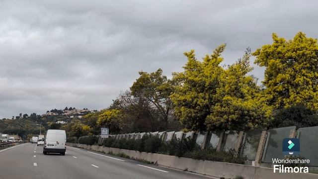 572.Яркая мимоза, весна на пороге 🌾💛.