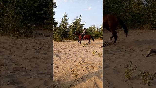 Обучение молодой лошади (вспоминаем) #goldenhorse #akhalteke #horsesale