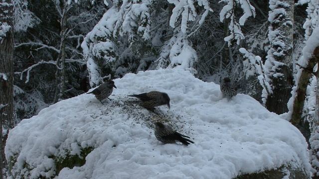 SIDENSVANS  NÖTKRÅKA  FASAN  Klipp - 3263