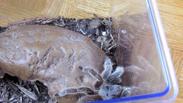 Tarantula Feeding [FAIL] :D