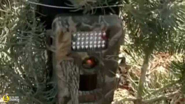 Grieving Parents Hide Camera in Cemetery to Unveil Their Unwelcome Visitor