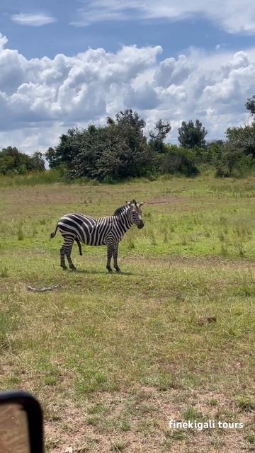 Male zebra ready for mating in the Akagera National Park. Subscribe for more!!