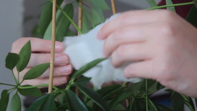 How To Air Layer Propagate Plants | Umbrella Tree + Schefflera Cutting Update
