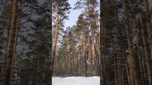 Прогулка по лесу