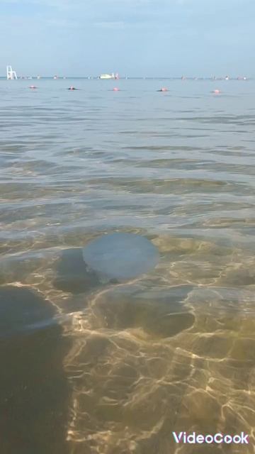 Анапа, медузы в Чёрном море