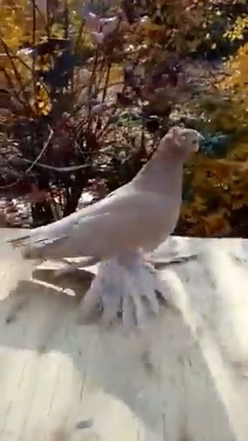 Pigeons. Голуби Алматы 87778255171