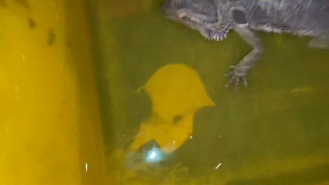 White PATCHES all over my body-so GROSS! NORMAL, BUT perhaps EMBARRASSING for my pet BEARDED DRAGON