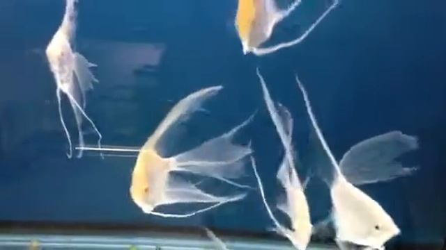 Angelfish Collection