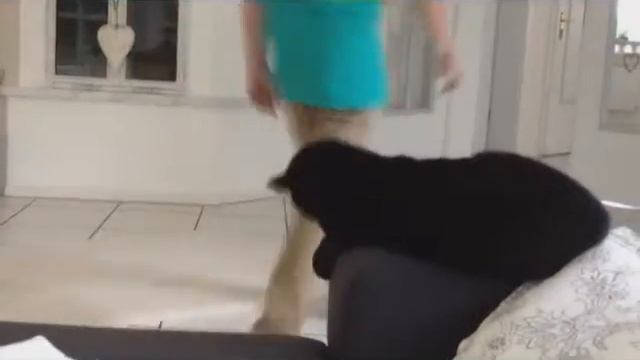 Кот Здоровается с хазяином