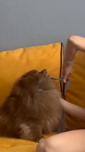 Заказывайте по индивидуальным меркам на ryadom-pets.ru ! #собаки #одеждадлясобак #ательедлясобак