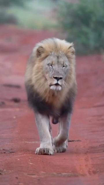 South African Lion lion King original sound wildlife Jungli zindagi babber sheer#viralshortsvideo