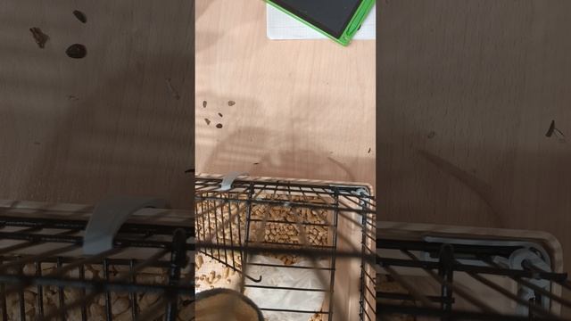 воровка семечек﹥:) pt2