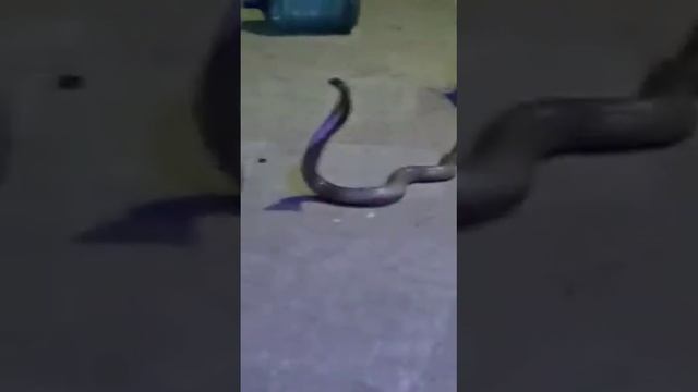 Very large and old cobra snake drama