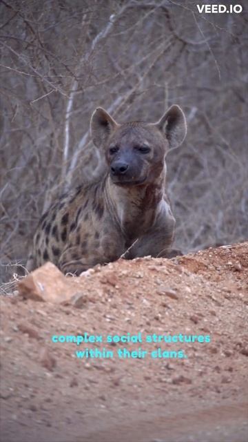 HYENA - THE BEST HUNTER OF THEM ALL ? 🤔 🙀 #shorts #shortsfeed #shortsvideo #shortsanimalsvideos