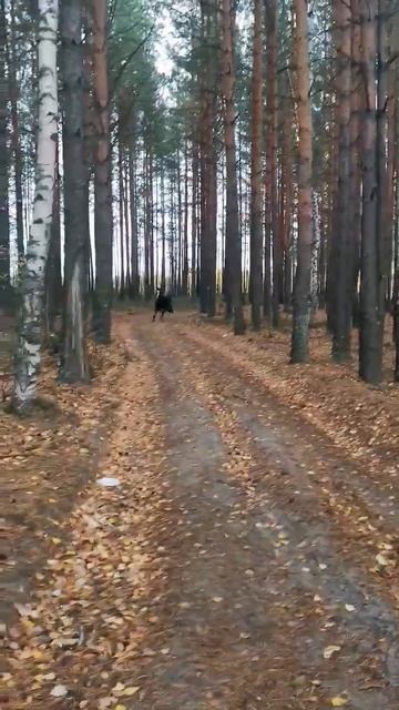 бегу бегу бегу 🐎 #лошади #животные #природа #лес #бегущийвполе