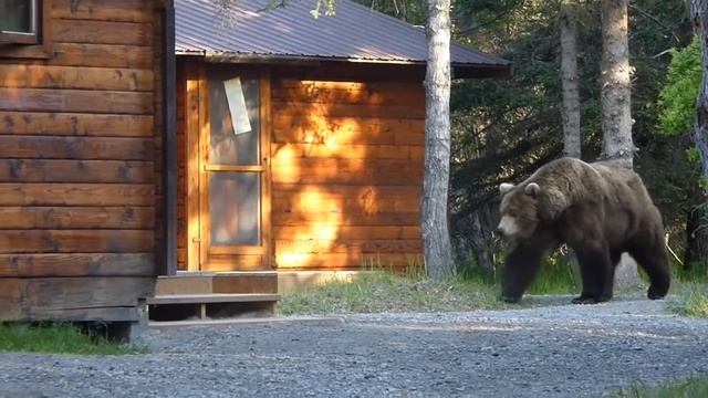 Grizzly Walks By Ranger Cabins | Katmai National Park, Alaska