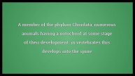 Chordate Meaning