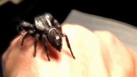 Skakun królewski gigant 2cm handling Phidippus regius