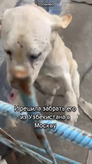 Лабрадора привезли в отлов на усыпление