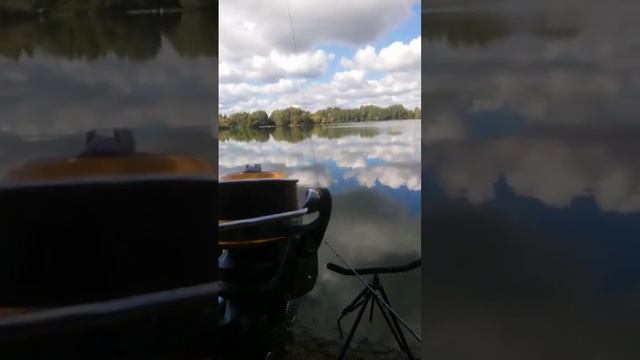 огромный сазан #рыбалка #шортс