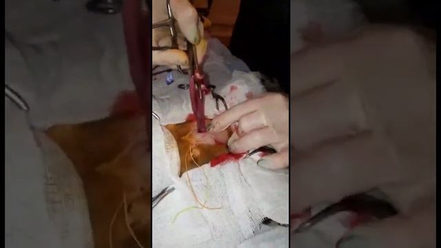 Стерилизация кошки