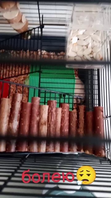 scene_output.mp4
