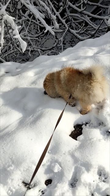 Ялта 💖💖💖 Мирочка кушает снег 😃😂🥰