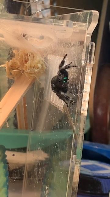 What A Jumping Spider Looks Like FULL lol :D