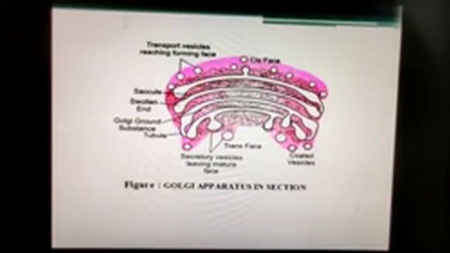 GOLGI COMPLEX  B.SC. PART I CELL BIOLOGY BY DR. ARUNA CHAKRAWARTI Associate Professor of Zoology