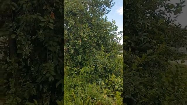 Ириновка 24.07.2021 год.