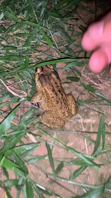 Asian Toad frog #virallife #rainfrog #animal #wildlife #viral #life #dailyvlog #shortsfeed #shorts