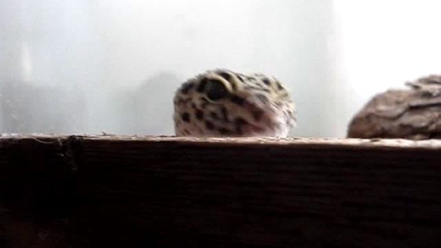 Drako - Pimp Lizard Wink.wmv