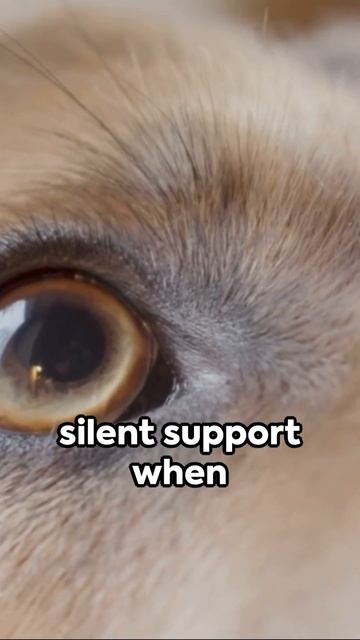 Can Dogs Smell Fear?