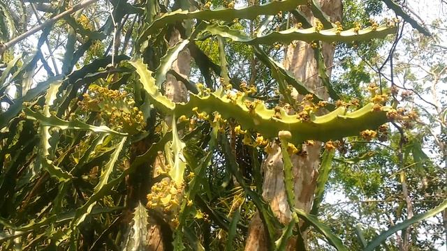 Triangle Cactus produce flowers