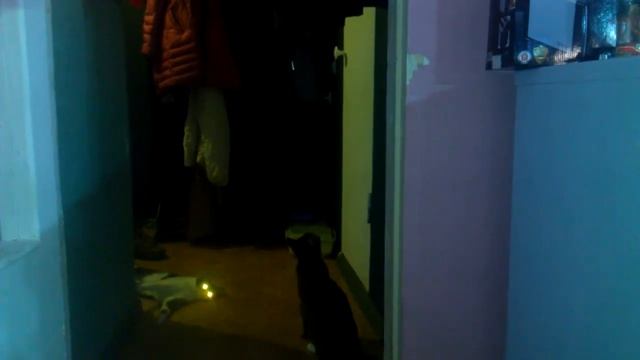 милые котики