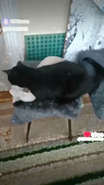 Кошкин дом