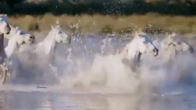 Сергей Грищук Freedom