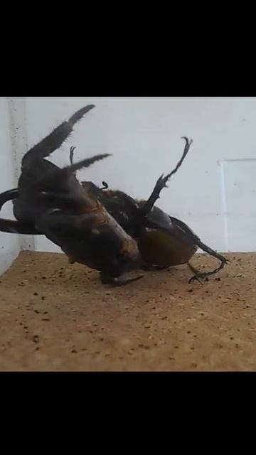 １分でわかるヘラクレスオオカブトの強さ