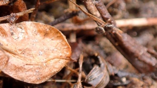 キレワハエトリ？のジャンプ　Sibianor pullus　（jumping spider、蠅取蜘蛛）