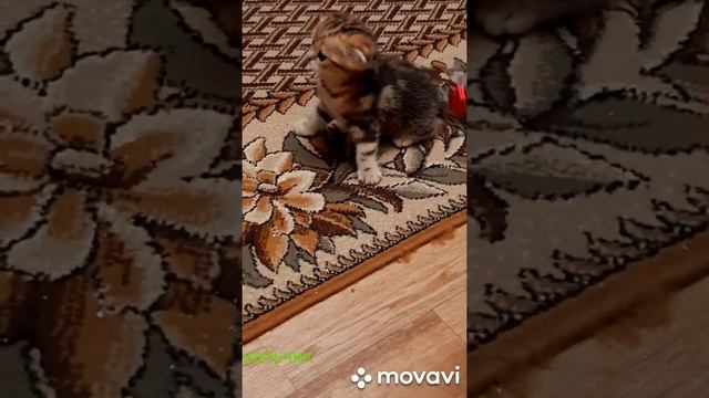 мраморный золотой котик
