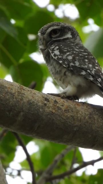 spotted owlet-#birds -@wildlifezone115 -#shorts