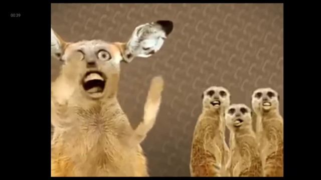 Смешные котаны🤣